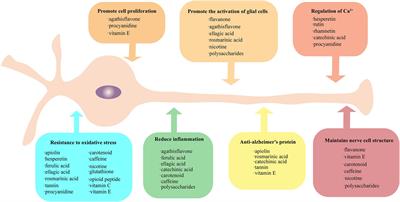 Plant-Derived Antioxidants Protect the Nervous System From Aging by Inhibiting Oxidative Stress
